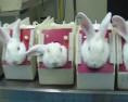 /album/galeria-de-fotos/coelhos-jpg/